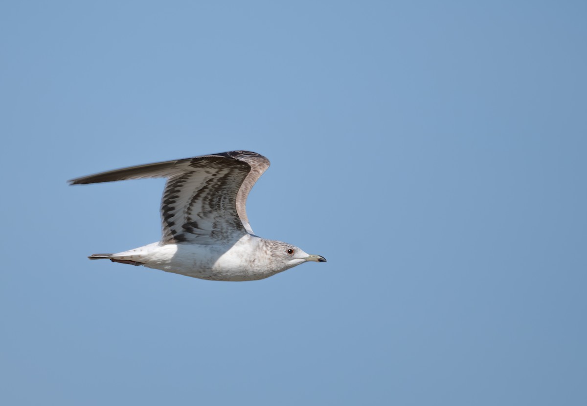 Common Gull (European) - ML619777827