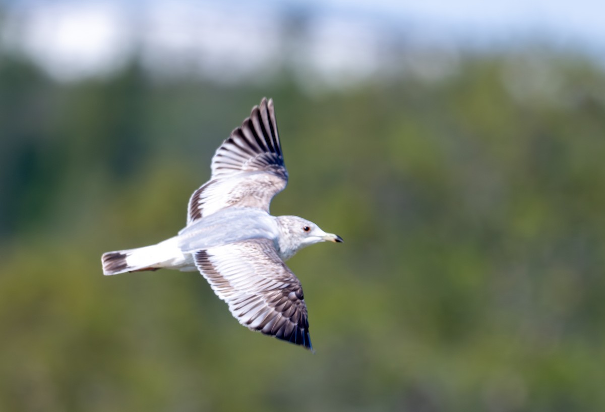 Common Gull (European) - ML619777828