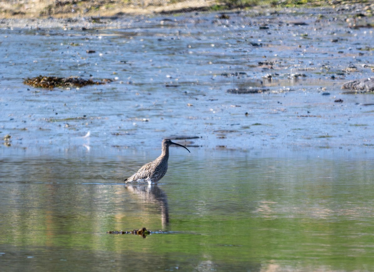 Eurasian Curlew - ML619777858