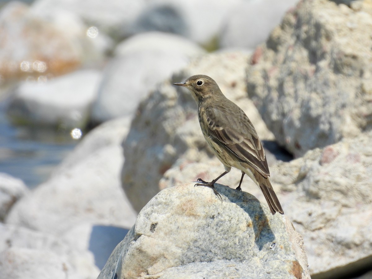 American Pipit - ML619777862