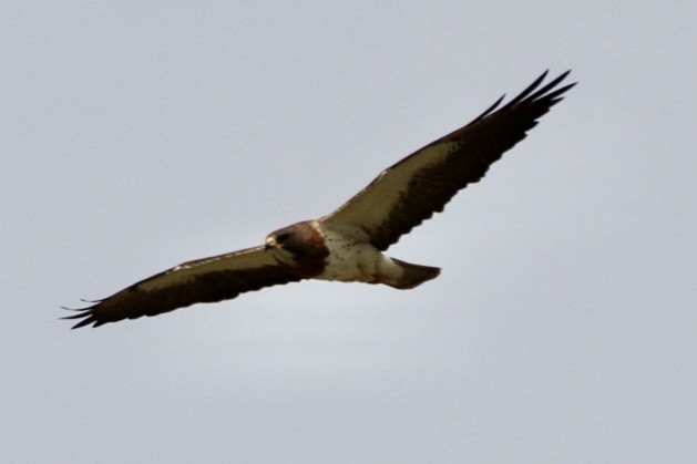 Swainson's Hawk - ML619777873