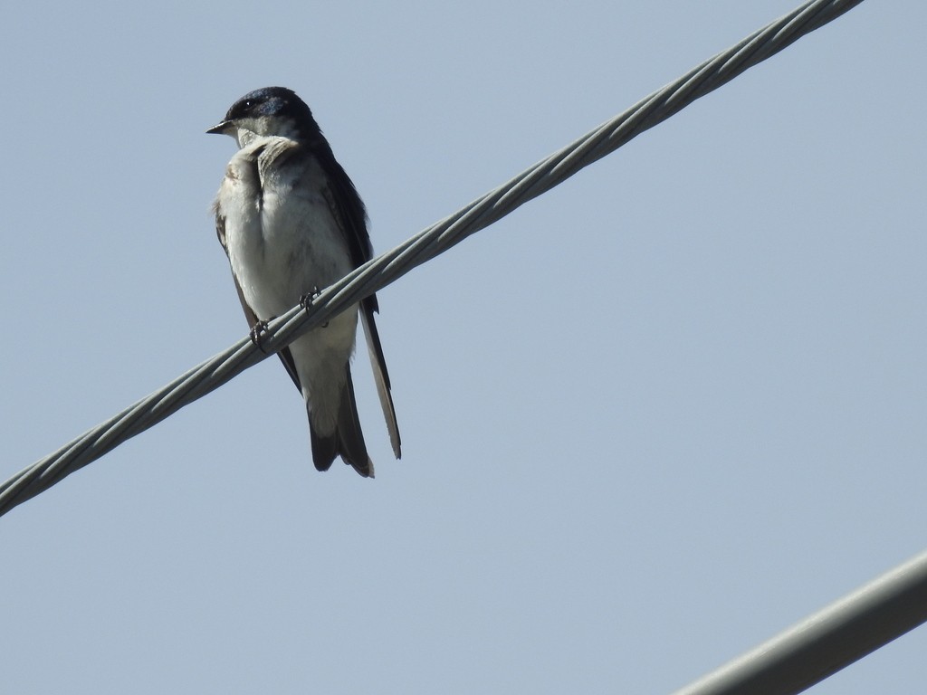 Chilean Swallow - ML619777882