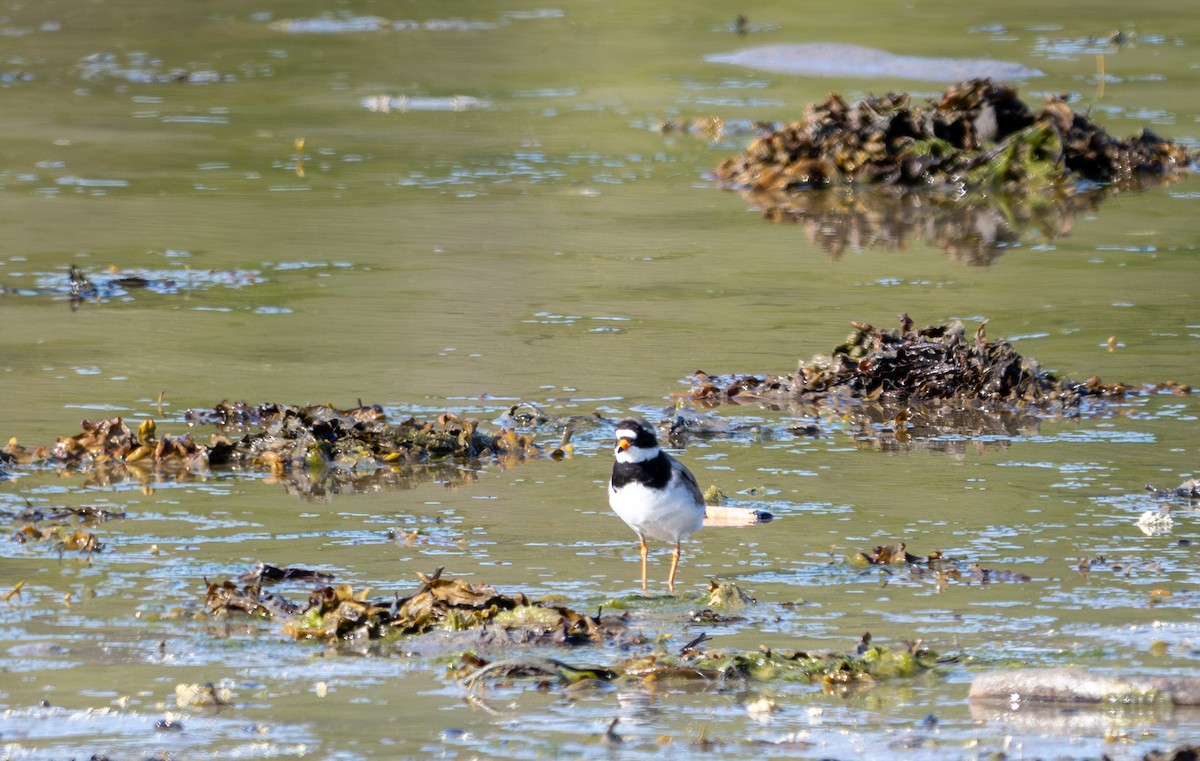 Common Ringed Plover - ML619777886