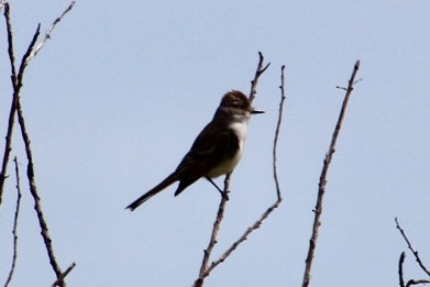 Ash-throated Flycatcher - ML619777906