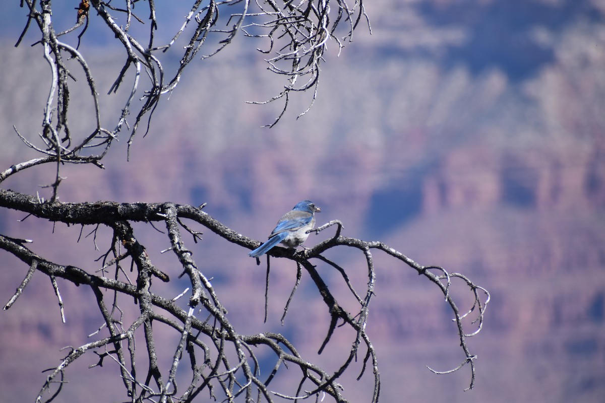 Woodhouse's Scrub-Jay - ML619777918