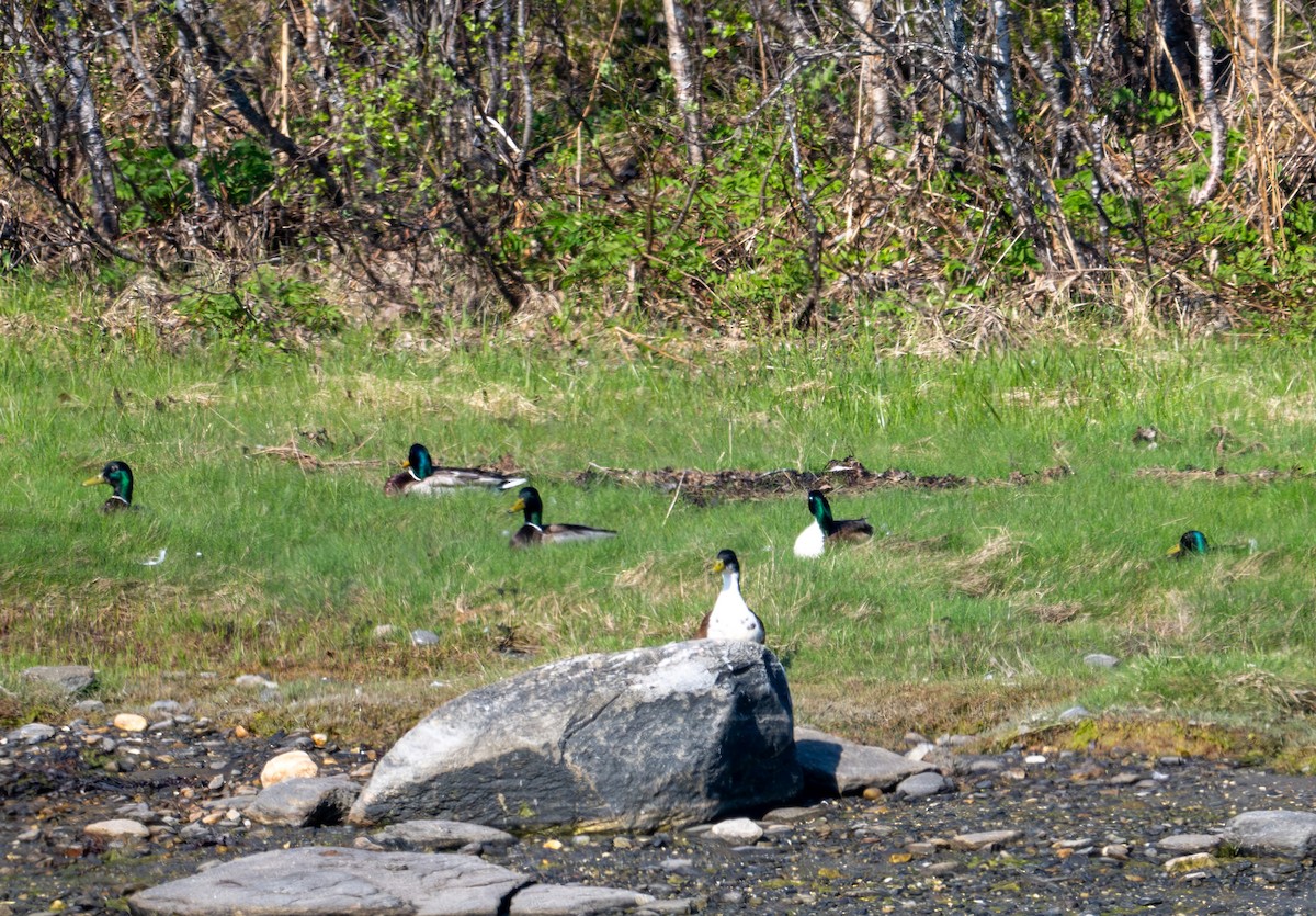 Canard colvert - ML619777923