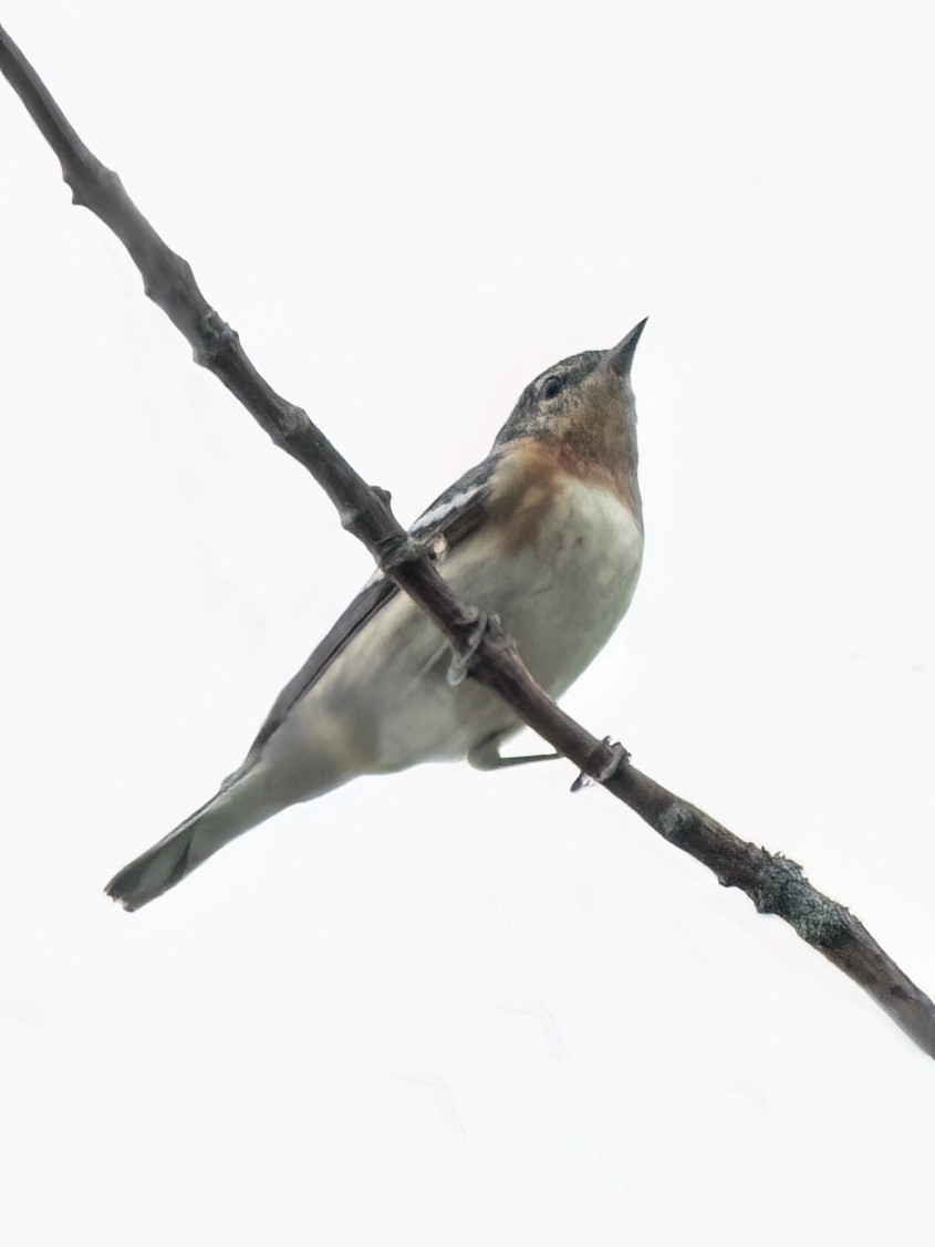 Bay-breasted Warbler - ML619777929