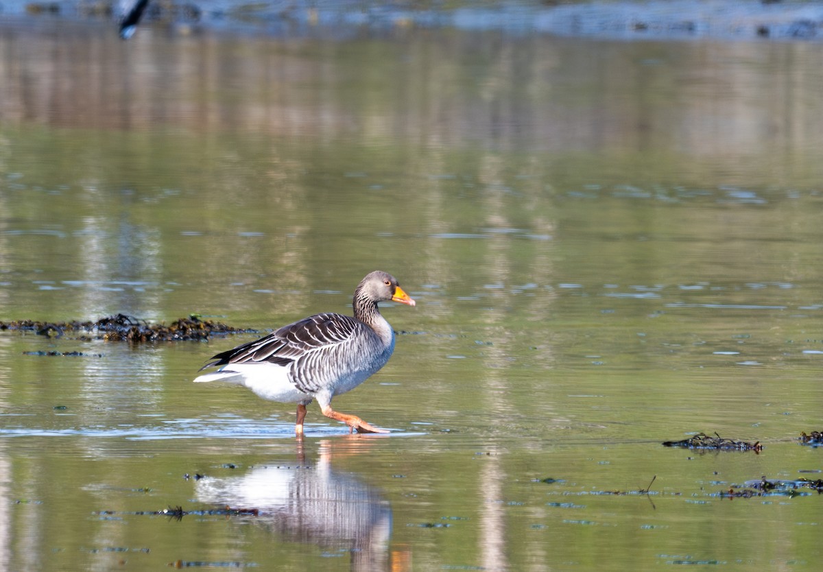 Graylag Goose (European) - ML619777939