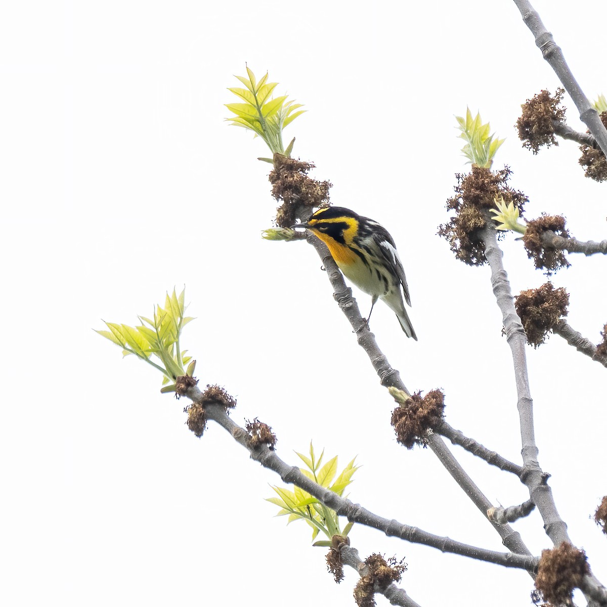 Blackburnian Warbler - ML619777943