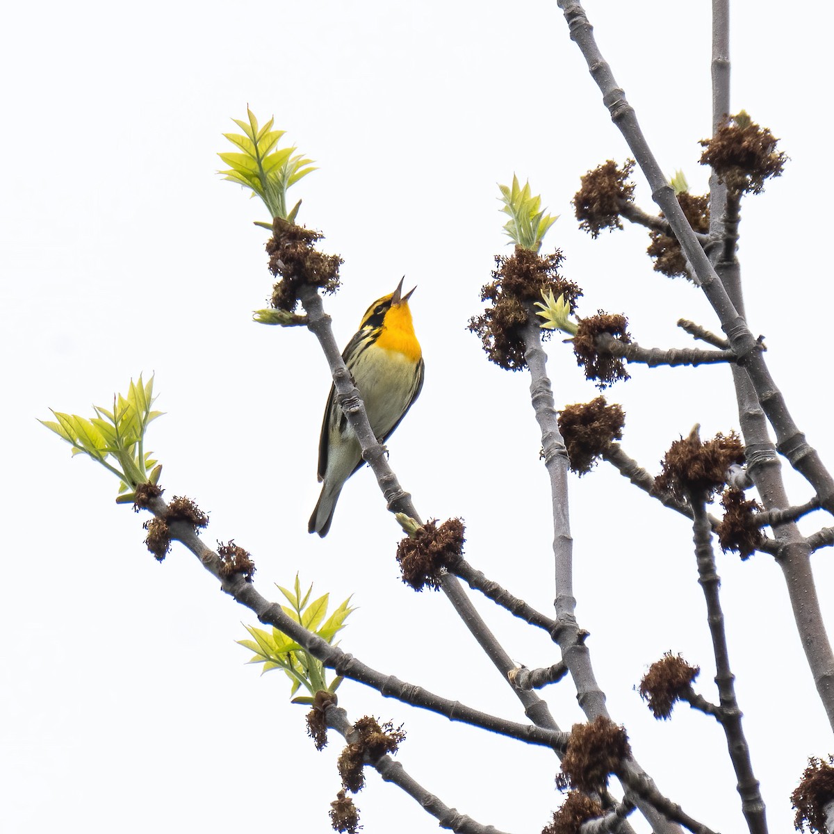 Blackburnian Warbler - ML619777944