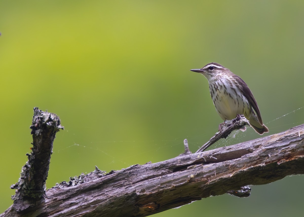 Louisiana Waterthrush - ML619777970