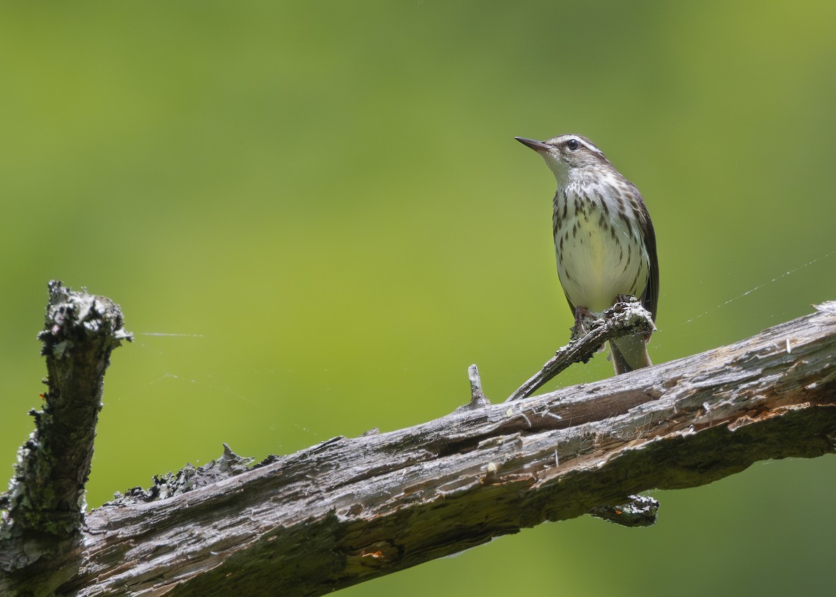 Louisiana Waterthrush - ML619777972