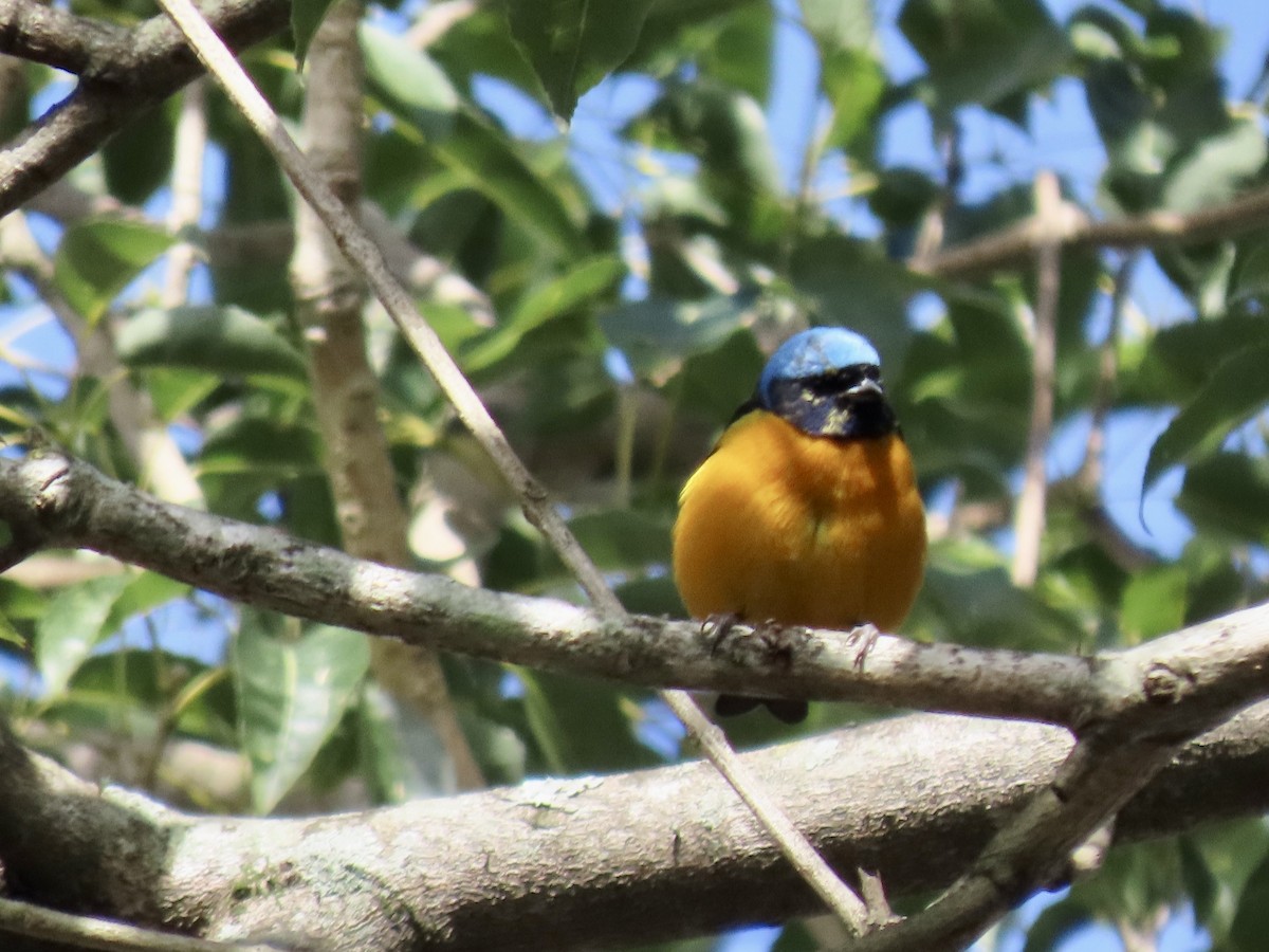 Golden-rumped Euphonia - ML619777974