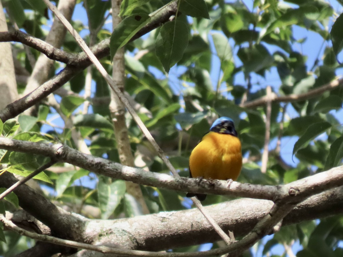 Golden-rumped Euphonia - ML619777976