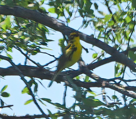 Prairie Warbler - ML619777977