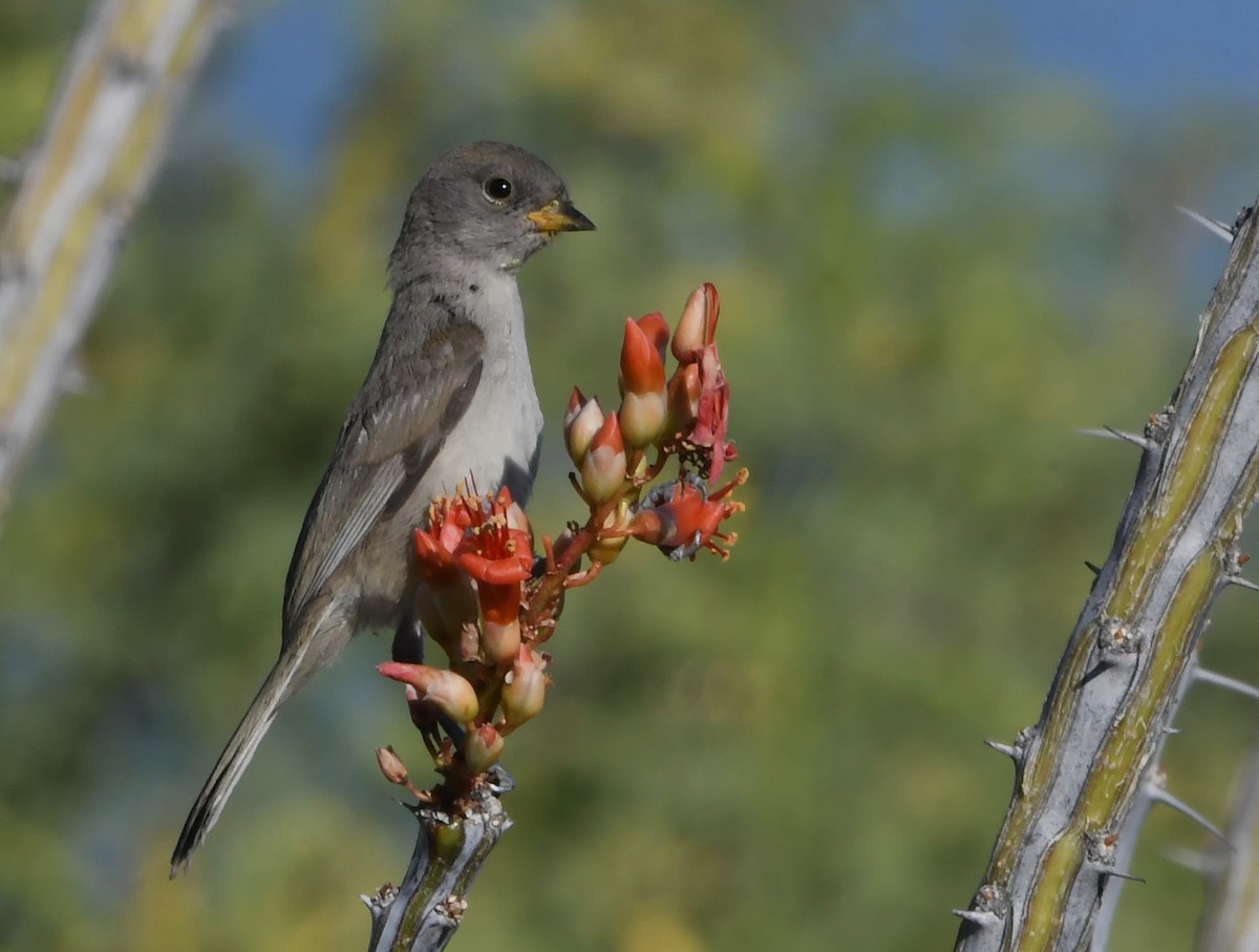 Verdin - ML619777981