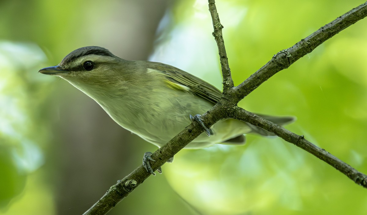 Vireo Ojirrojo - ML619777985