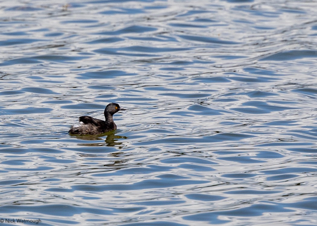 Least Grebe - ML619777986