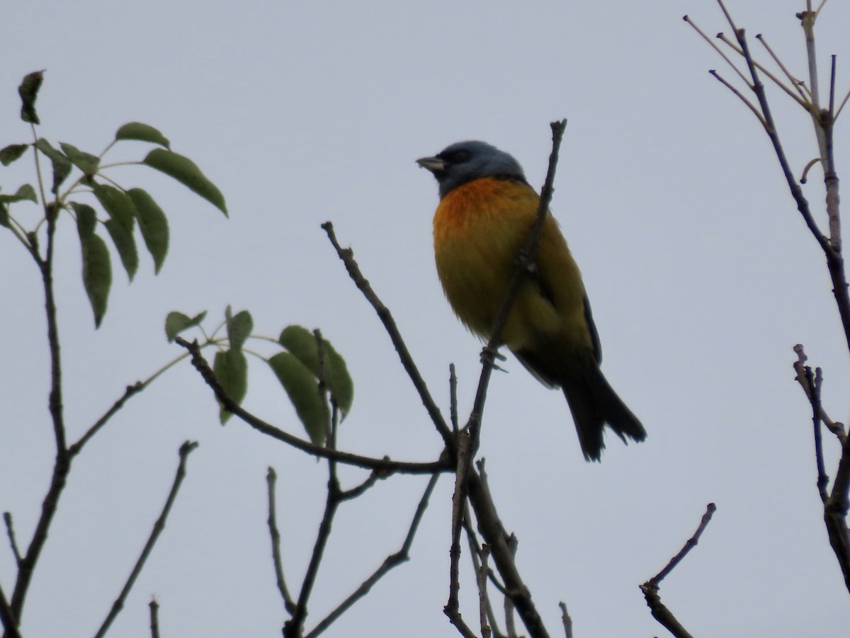Blue-and-yellow Tanager - ML619777989
