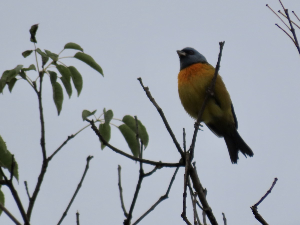 Blue-and-yellow Tanager - ML619777991