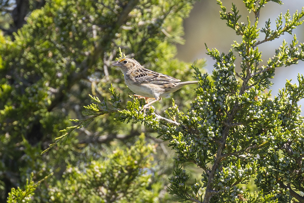 Grasshopper Sparrow - ML619778017