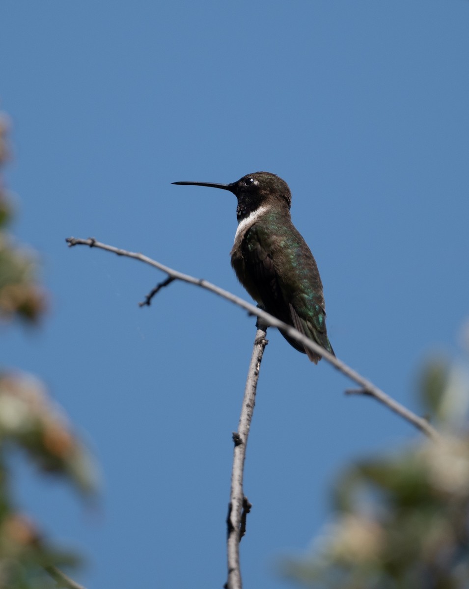 Black-chinned Hummingbird - ML619778054