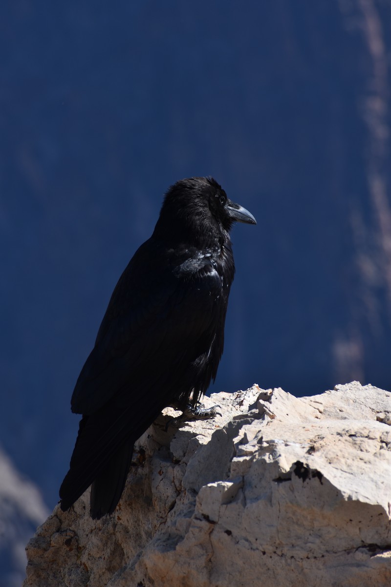 Common Raven - ML619778126