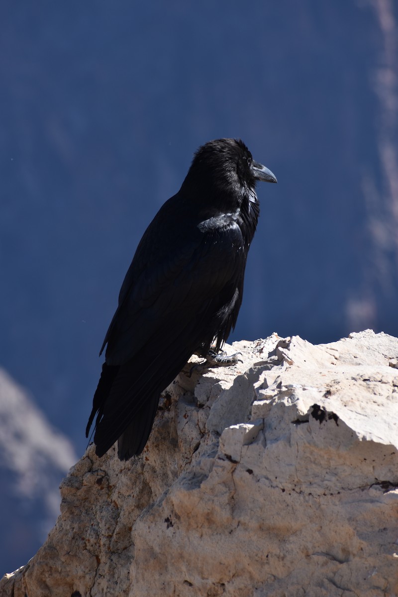 Common Raven - ML619778127