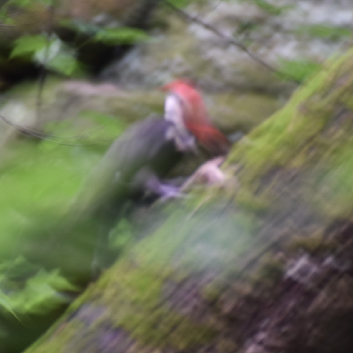 Pileated Woodpecker - ML619778137