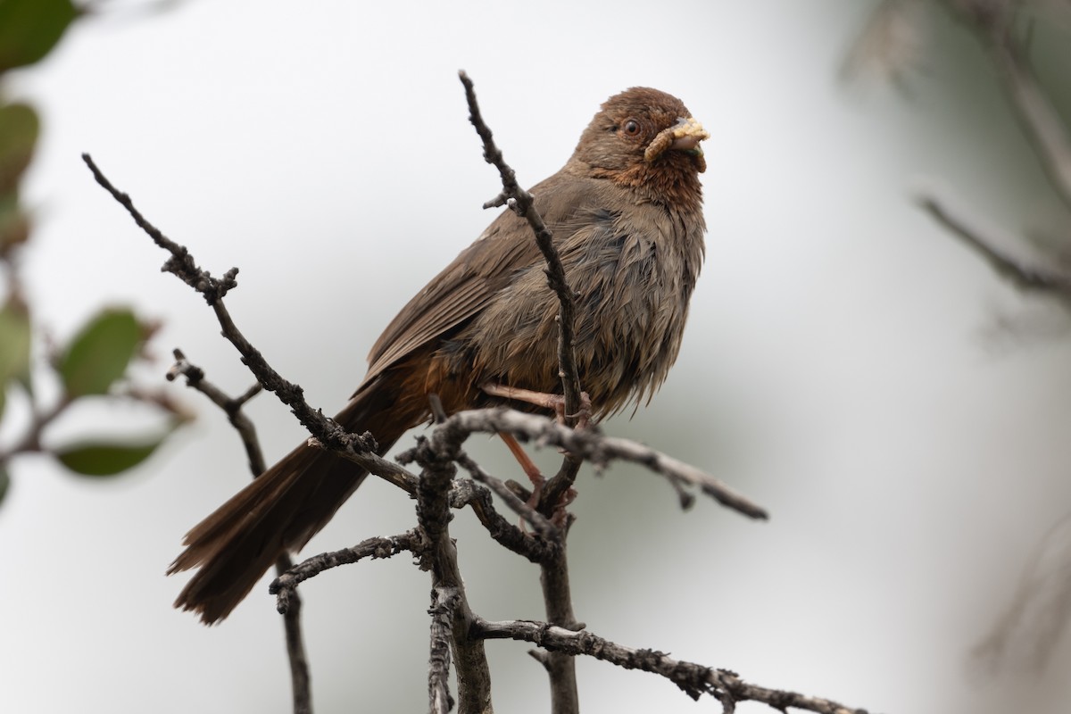 California Towhee - ML619778177