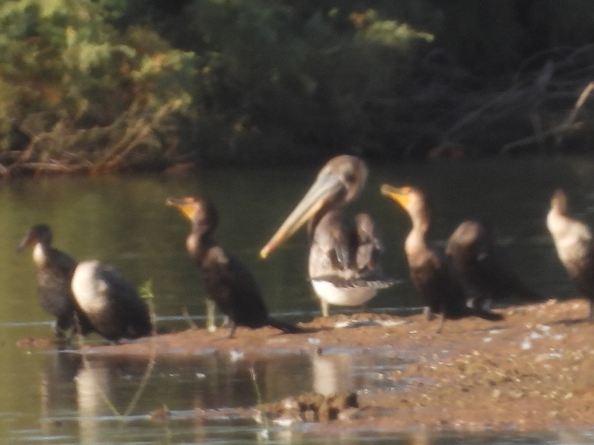 Brown Pelican - ML619778178