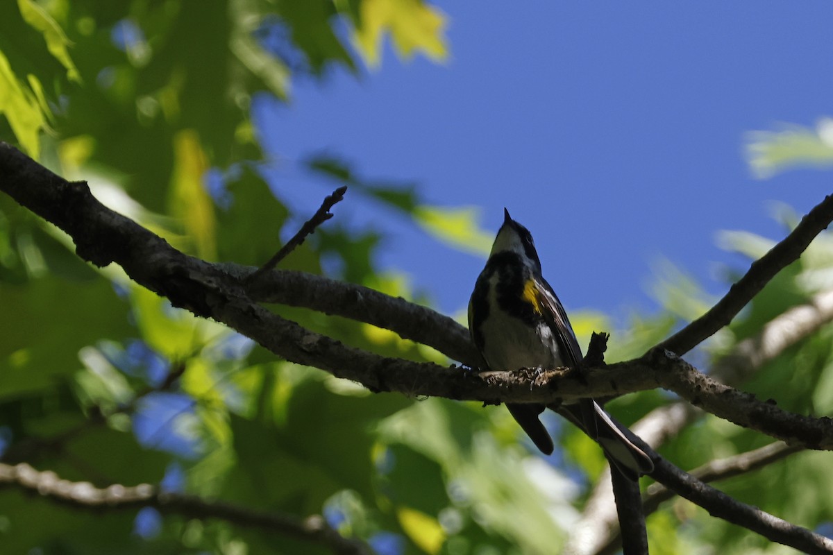 Yellow-rumped Warbler (Myrtle) - ML619778188
