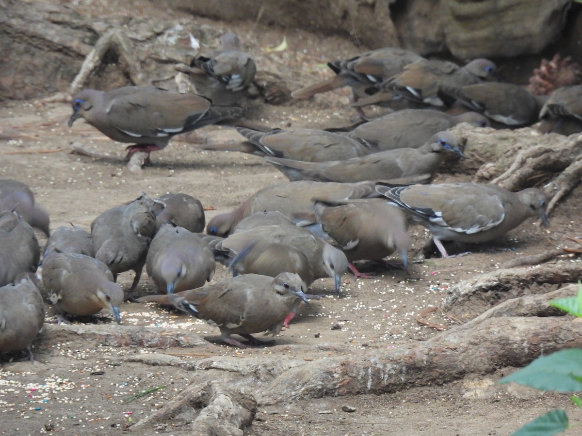 White-winged Dove - ML619778203