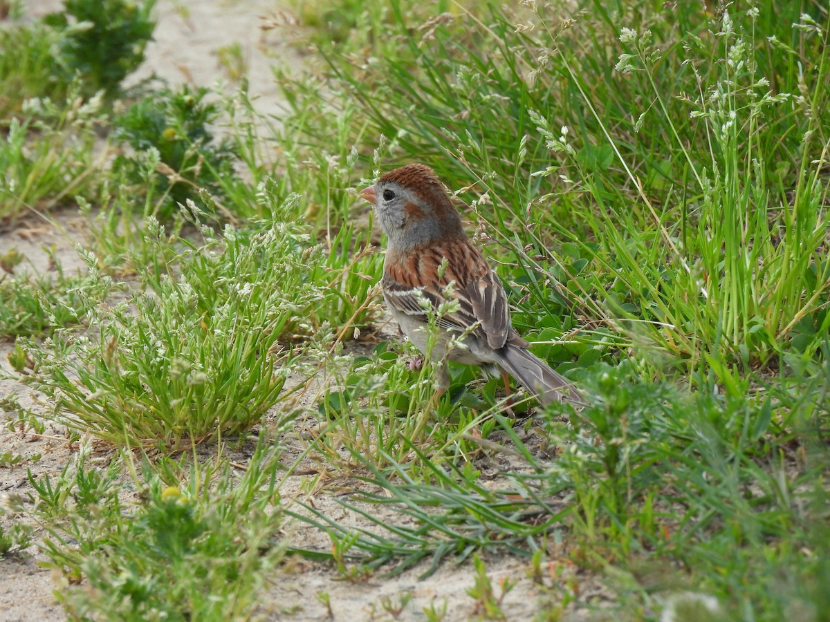 Field Sparrow - ML619778218