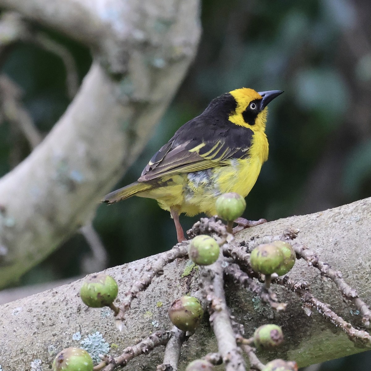 Baglafecht Weaver - ML619778242