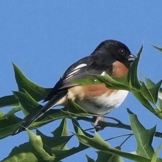 Eastern Towhee - ML619778245