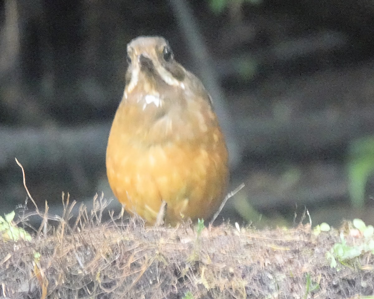 Moustached Antpitta - ML619778265