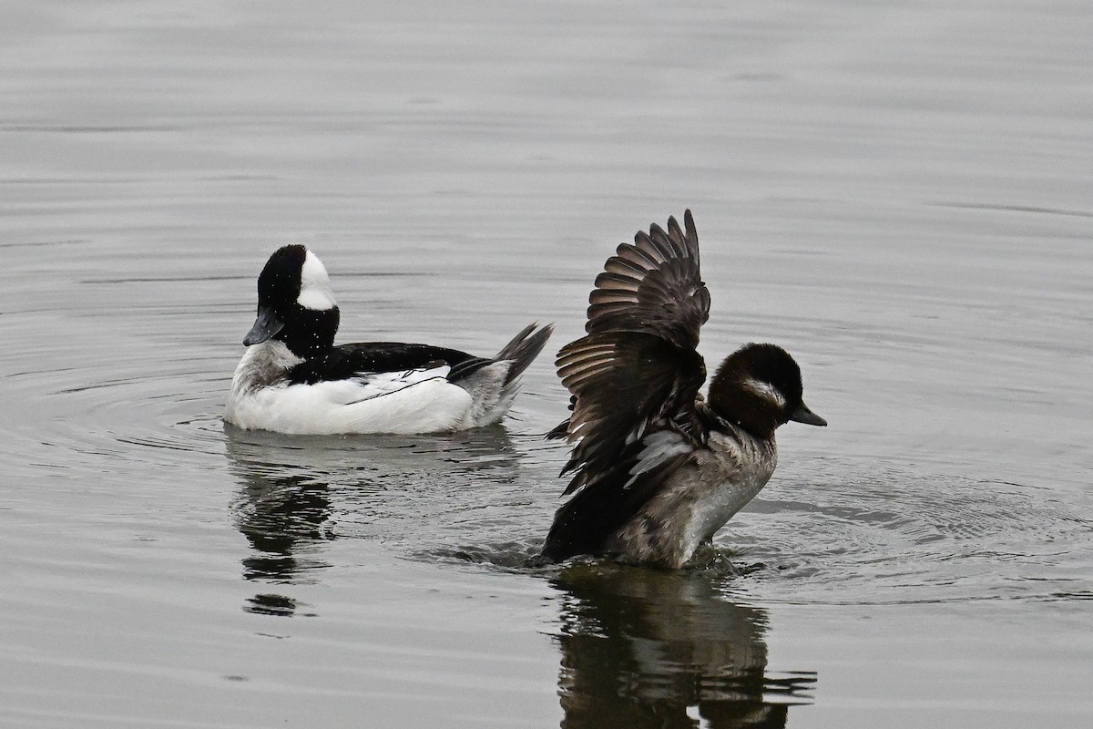 Bufflehead - ML619778269