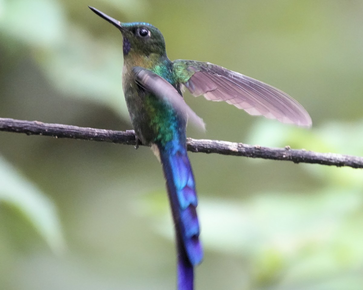 Violet-tailed Sylph - ML619778309