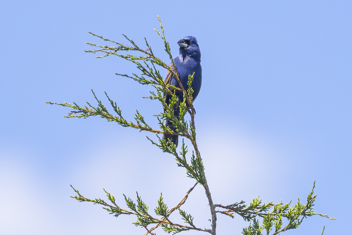 Blue Grosbeak - ML619778334