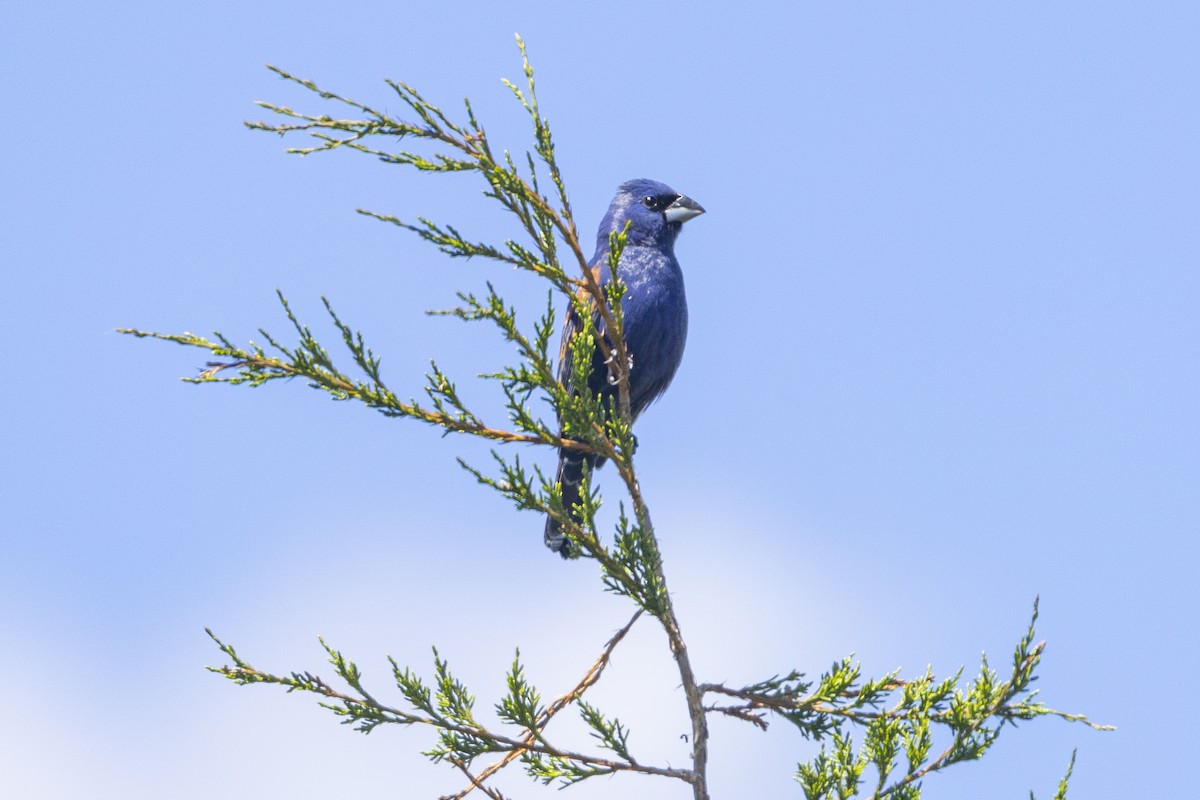 Guiraca bleu - ML619778335