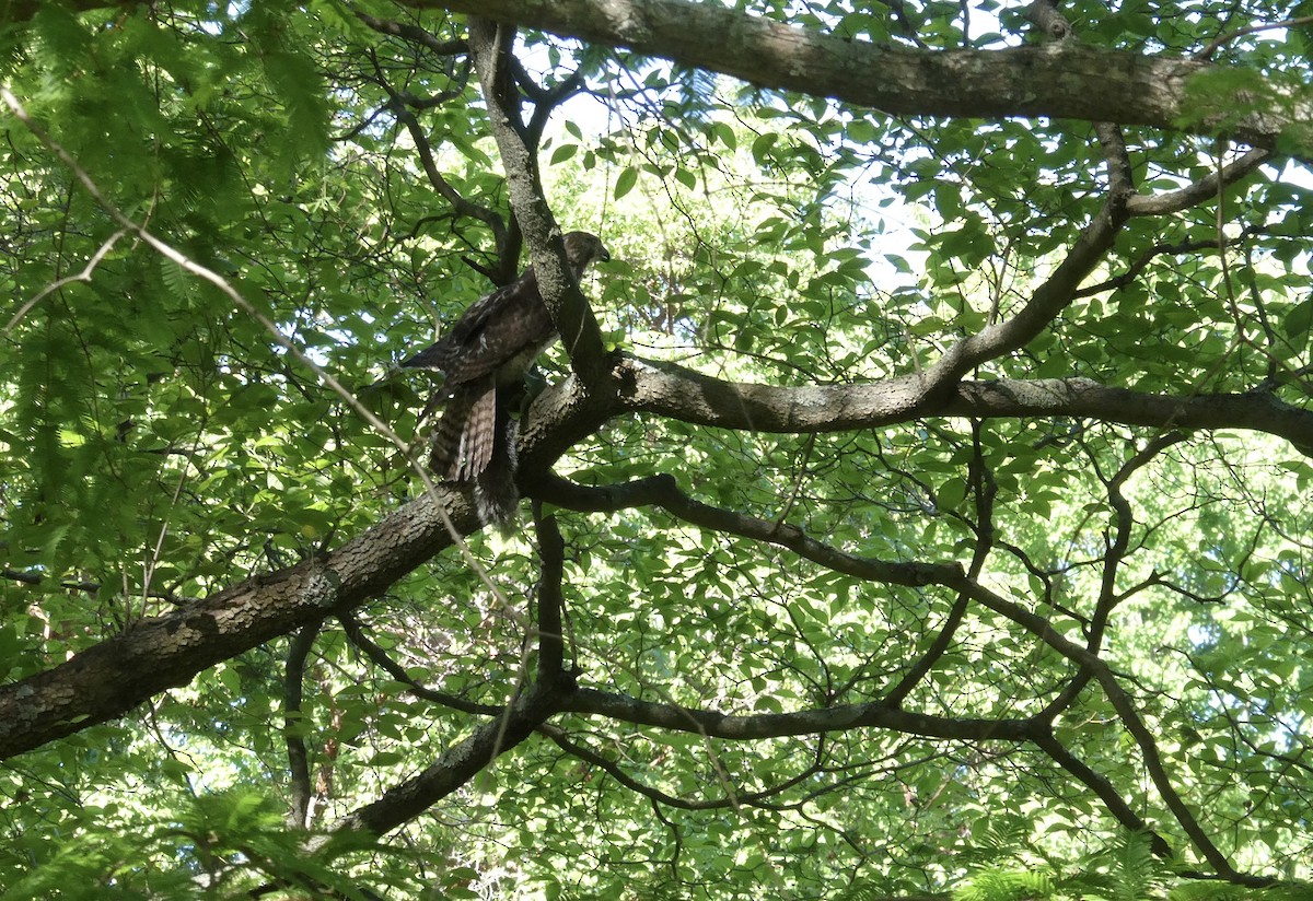 Red-tailed Hawk - ML619778337