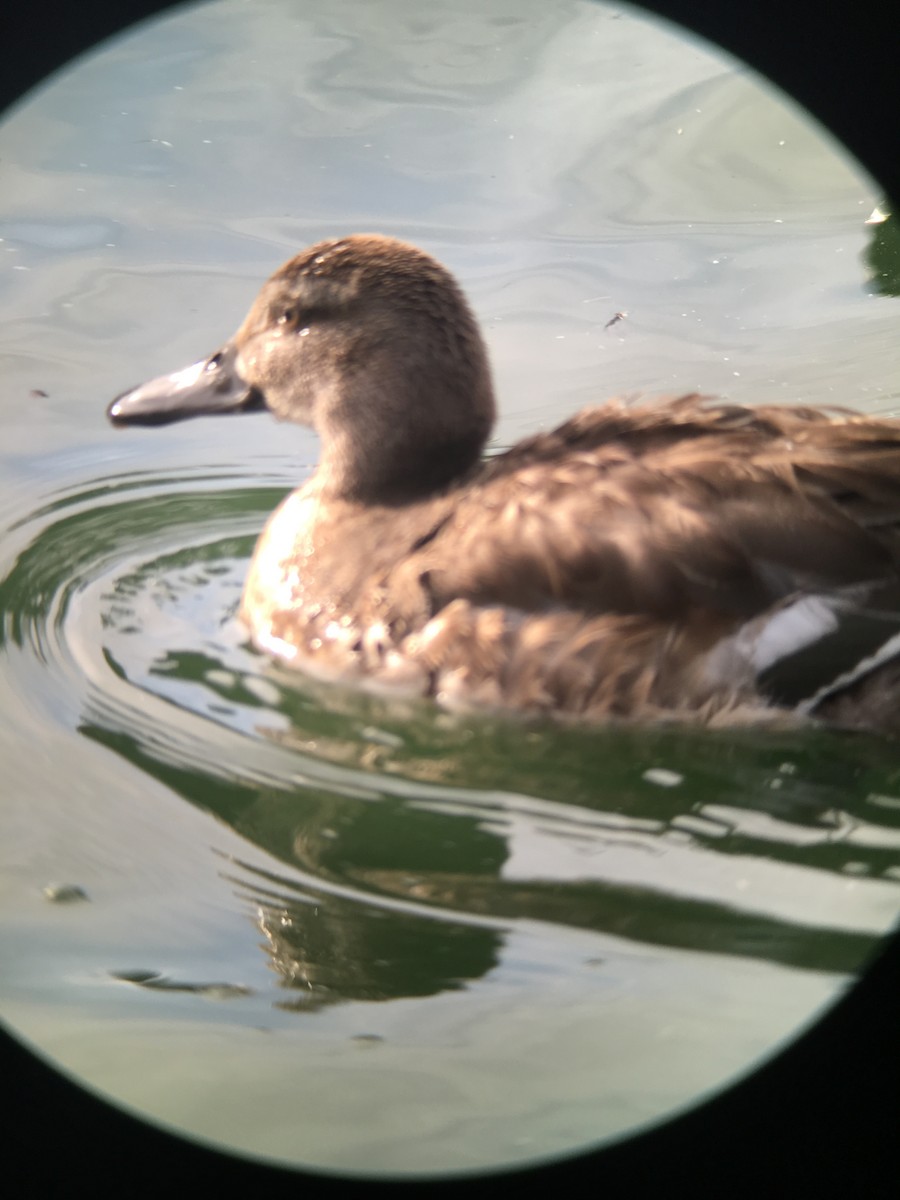 Garganey - ML619778342