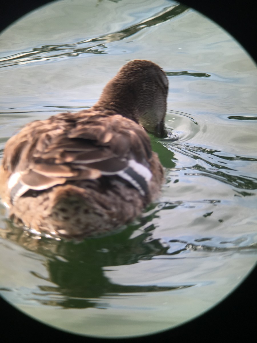 Garganey - ML619778354