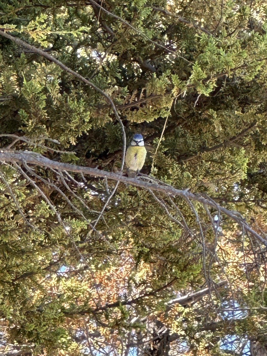 Eurasian Blue Tit - ML619778365