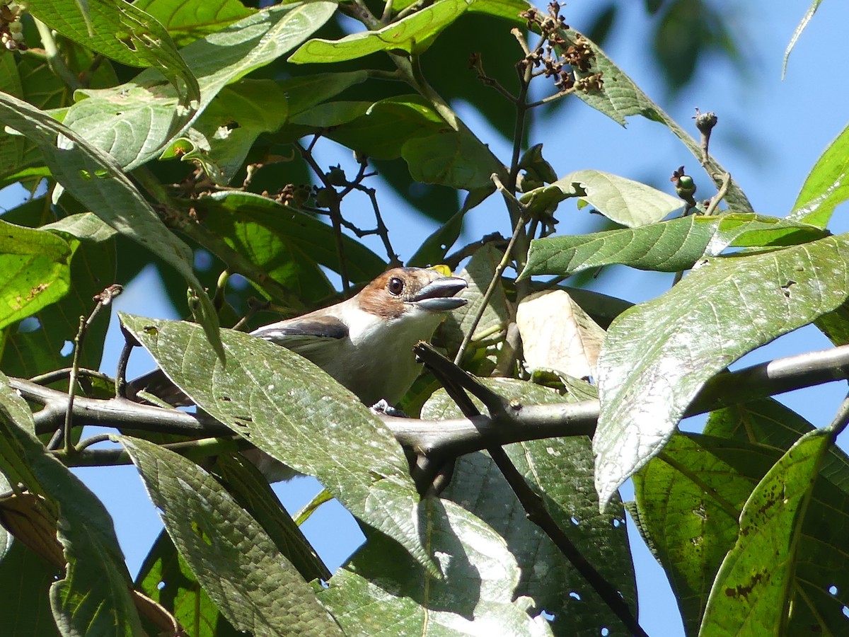 Black-crowned Tityra - ML619778368