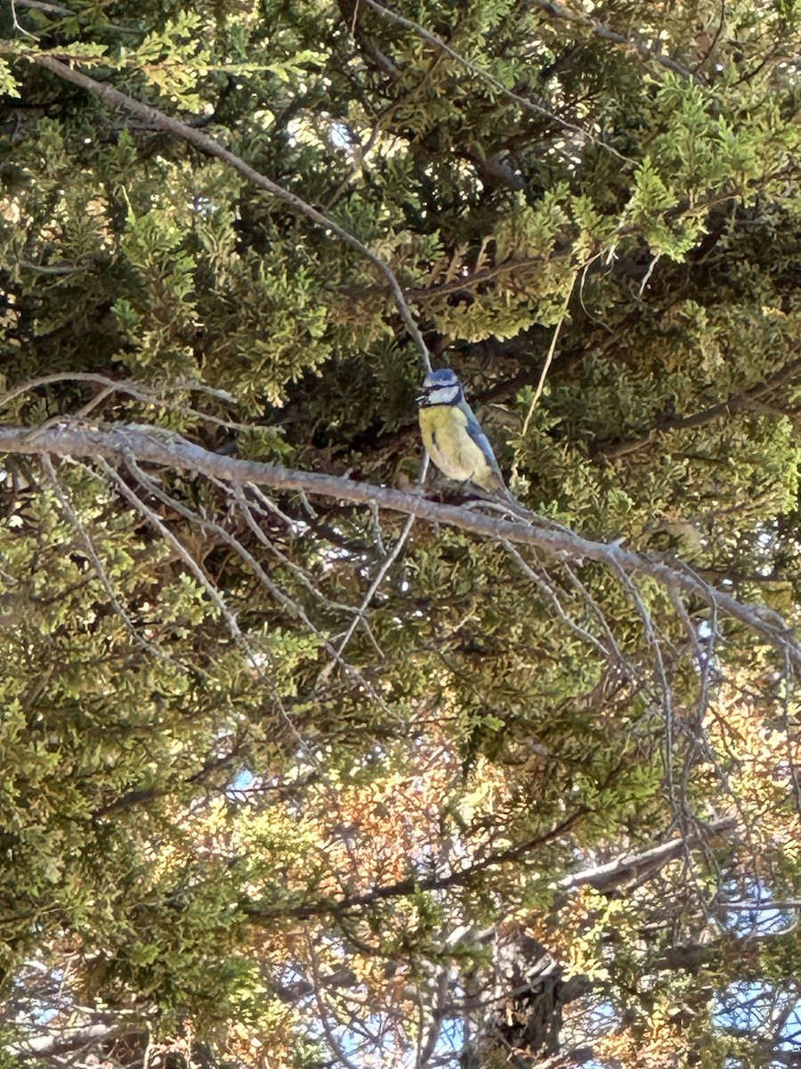 Eurasian Blue Tit - ML619778369