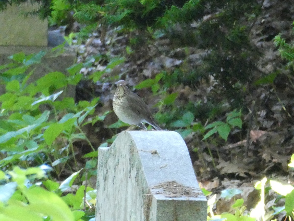 Gray-cheeked Thrush - Ron Schlegel