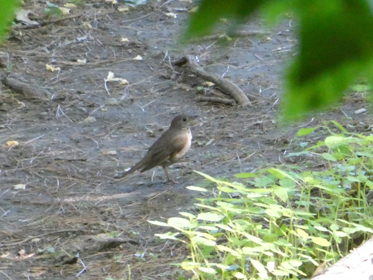 Gray-cheeked Thrush - Ron Schlegel