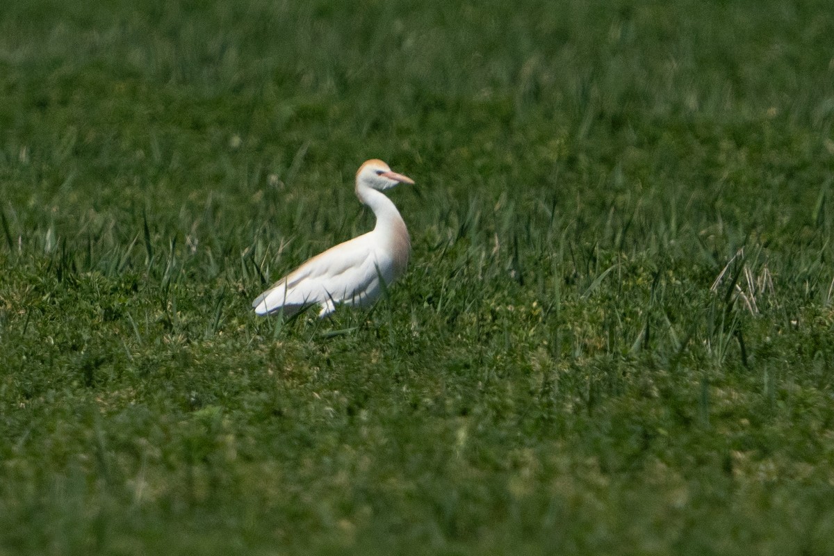 Western Cattle Egret - ML619778379